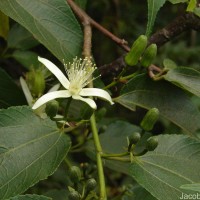 Grewia bracteata Roth